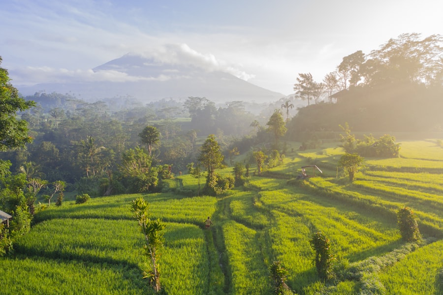 Arrozales con el volcán Agung al fondo