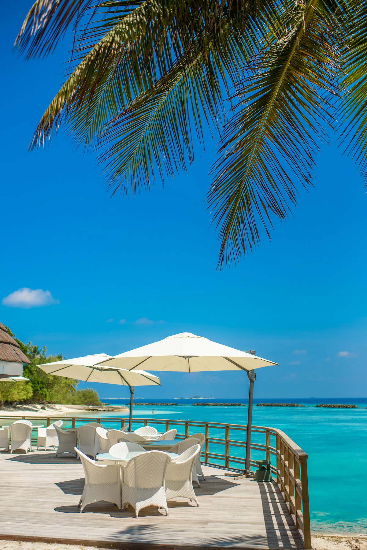 Palmeras y sombrilla junto a la playa