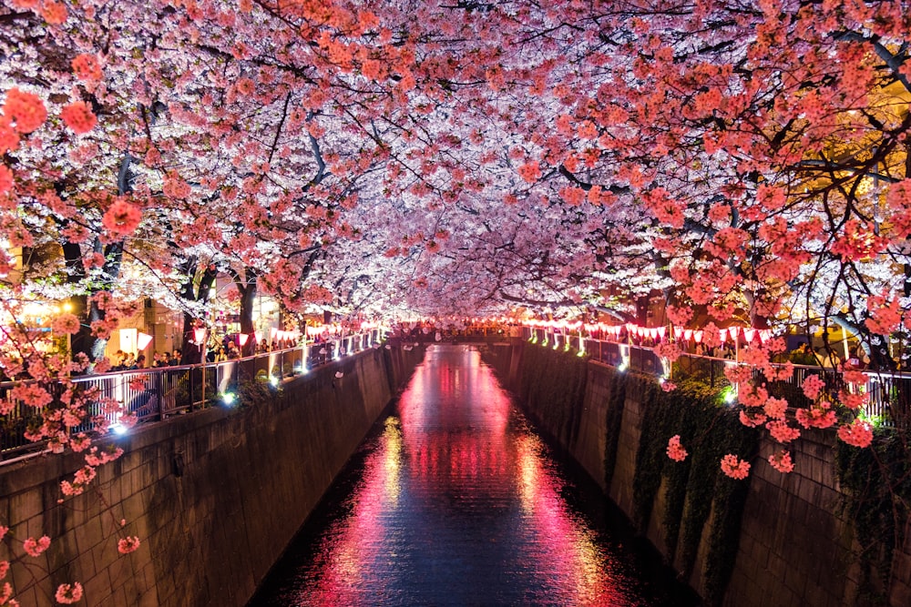 Cerezos en flor sobre un canal japonés iluminado