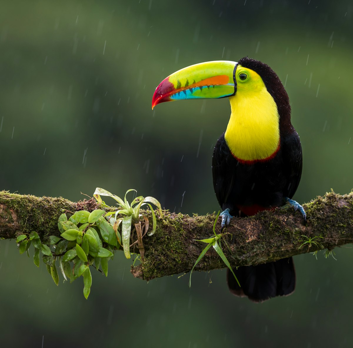 Tucán pico iris sobre una rama en la selva