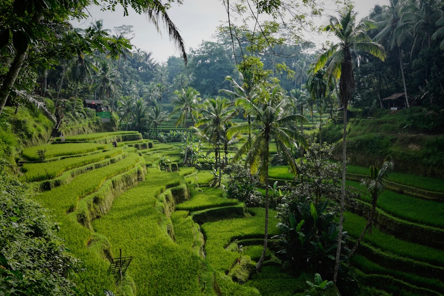 Arrozales de Ubud, Bali